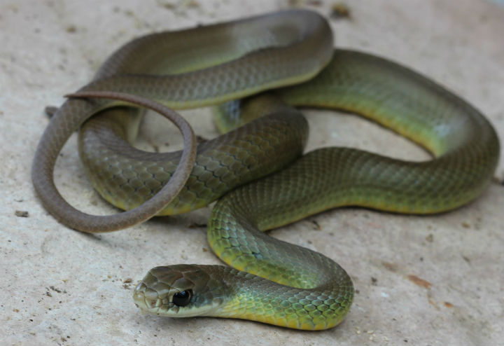 Yellowbelly Racer
